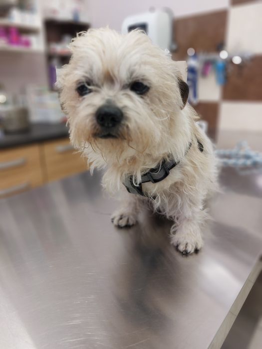 ZGREDEK - szuka Domu