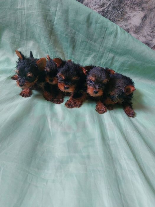 Гарантированно мини йоркширского терьера !