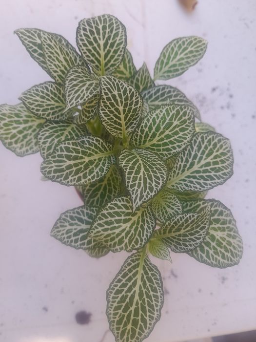 Planta natural lindíssima.