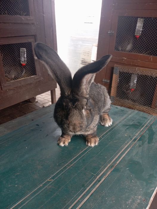 Samiec belgijski olbrzym szary