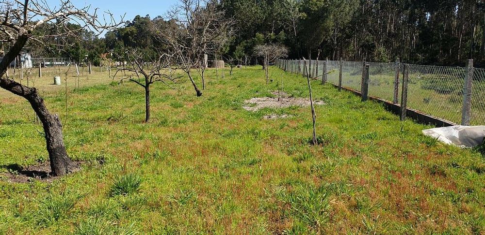 Manutenção de jardins serviço de rachado ador,  motosserra e roçadora