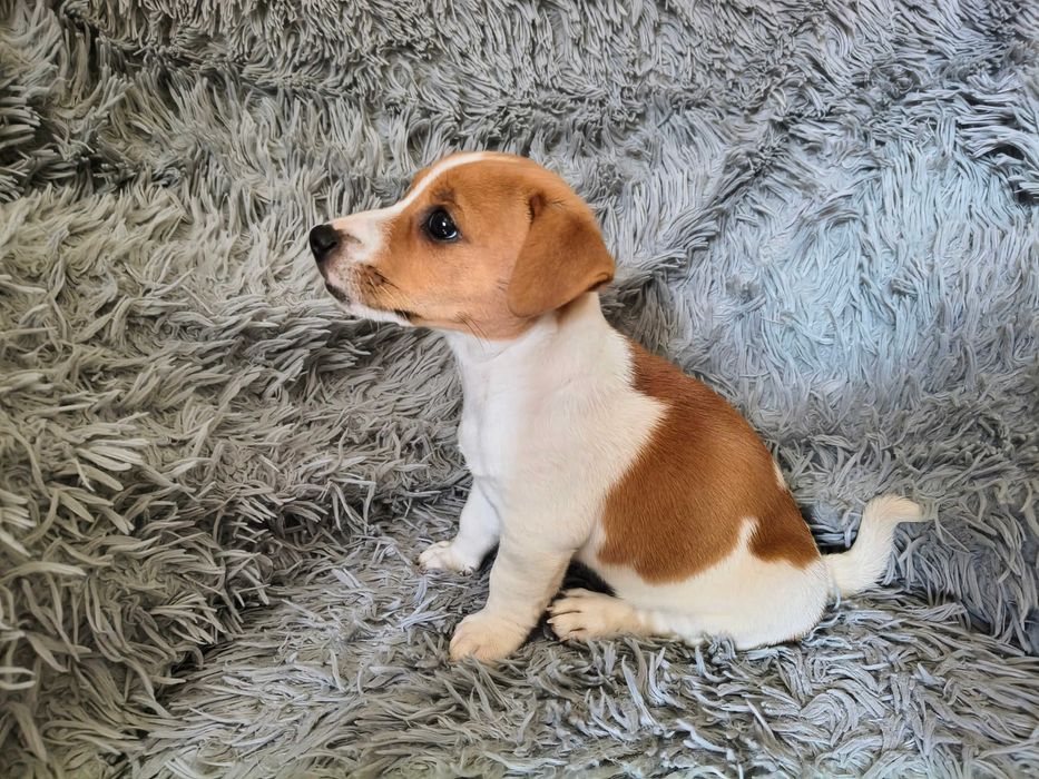 Jack Russell Terrier Piesek