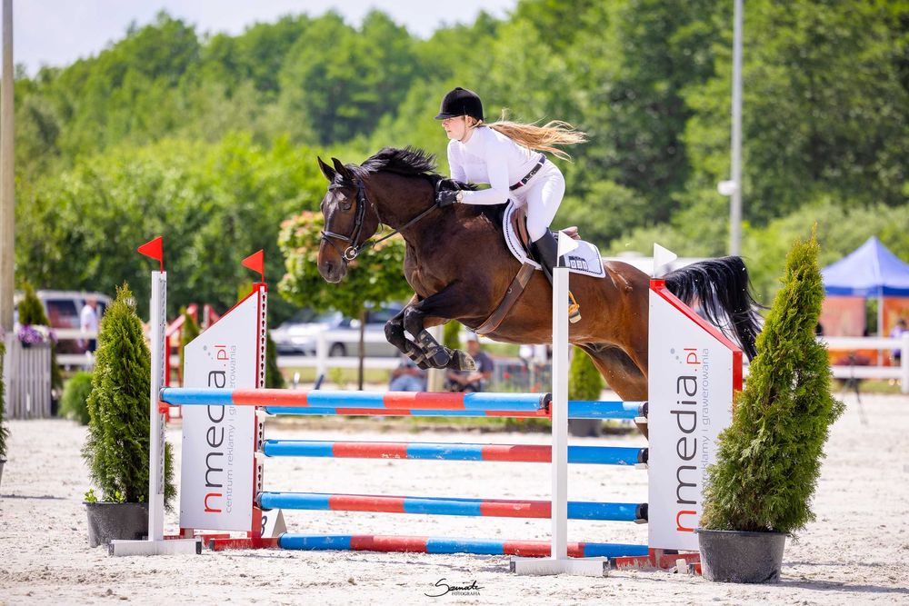 11-letni wałach do ambitnej rekreacji i małego sportu