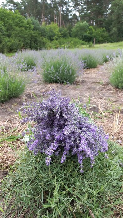 Продам саджанці лаванди.Має насичений колір