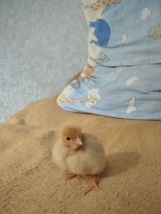 Продам яйца на инкубацию