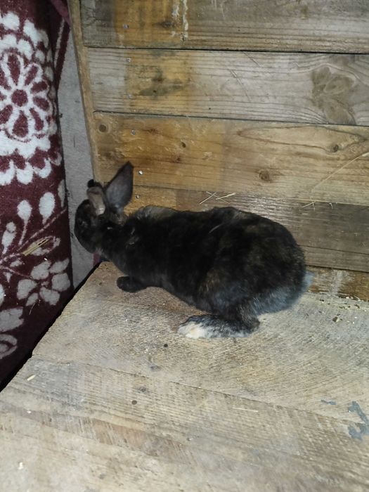 Rex trójbarwny samce