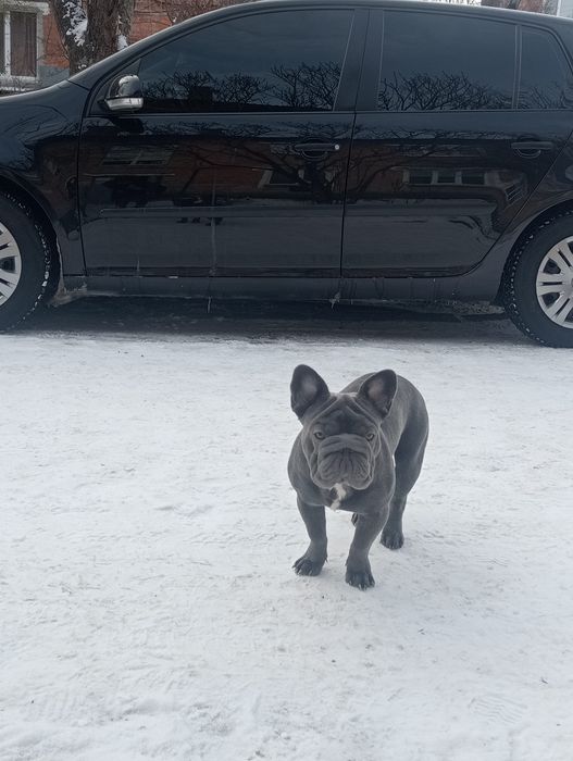 Французький бульдог Big Rop