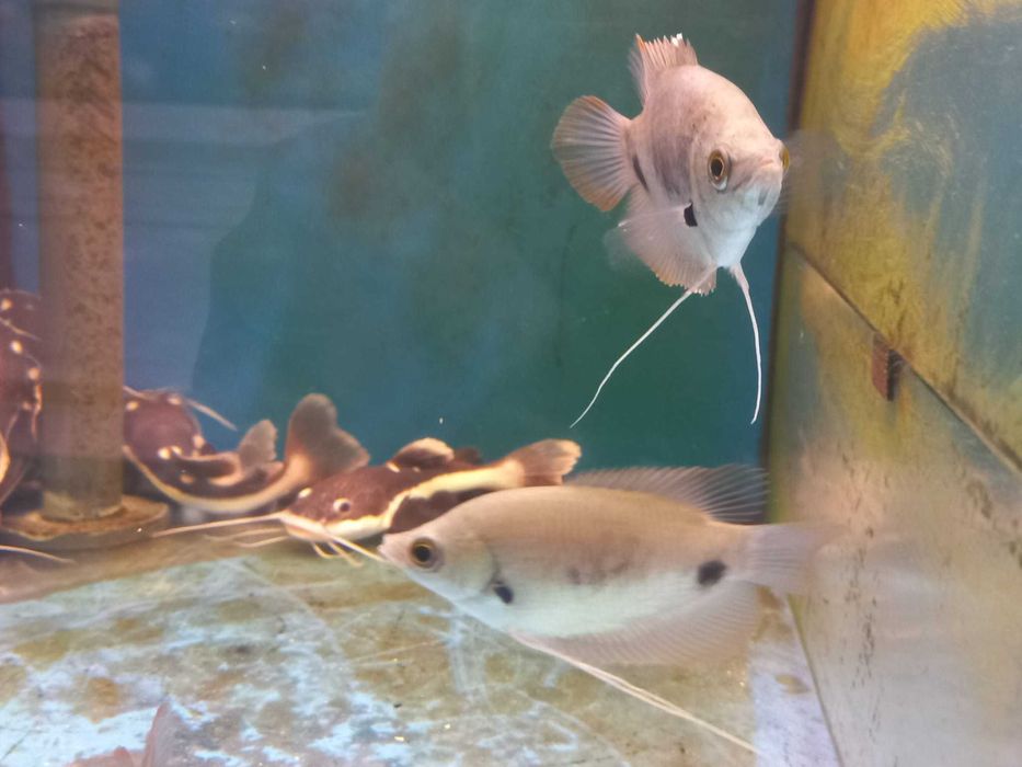 Gourami gigante red tail \ Osphronemus laticlavius 8-10cm