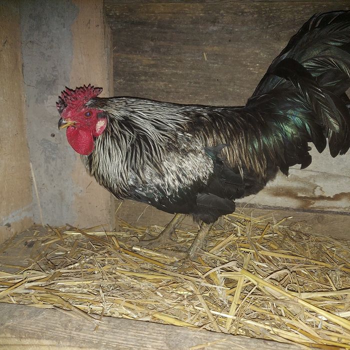 Sprzedam koguta albo wymienię na kurę