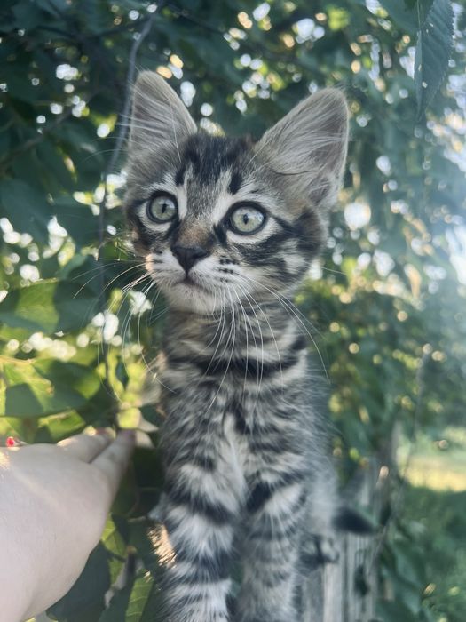 Кошеня шукає родину