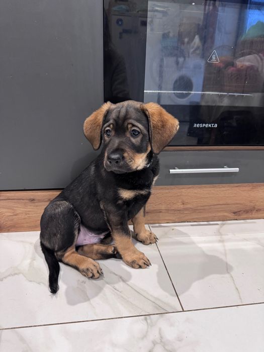 продам цуценя (2 місяці)