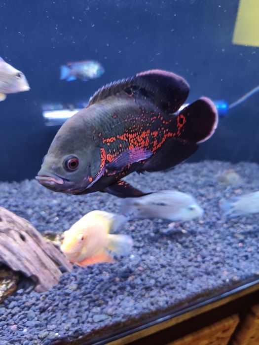 Oscar Tigre e Bronze casal