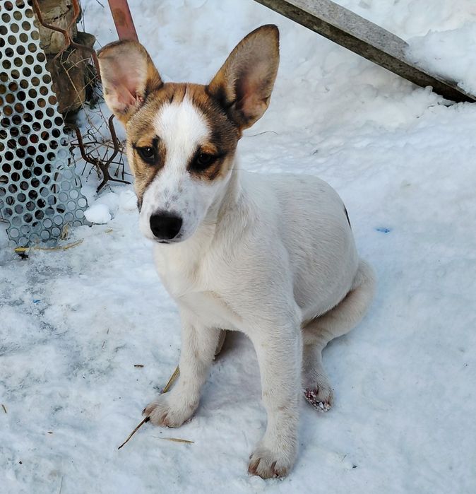 Дівчинка шукає родину!