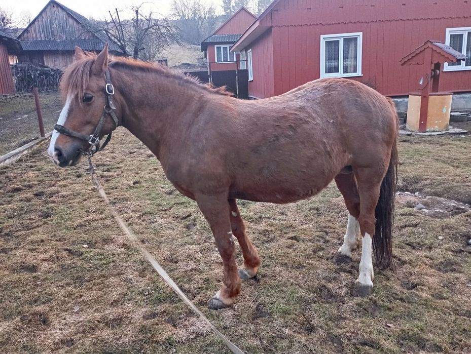 Продам добру кобилу