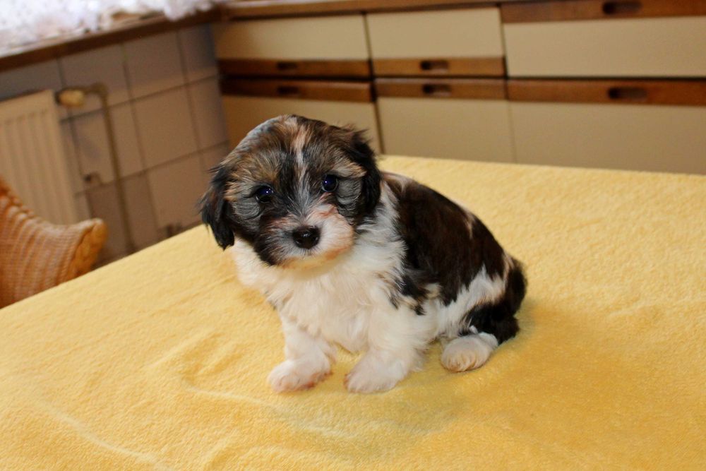 Śliczny Szczeniak z rodowodem