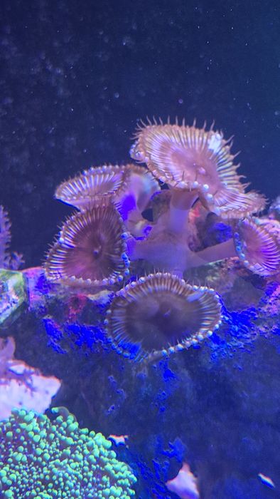 Zoanthus grandis stripped 3 polipy