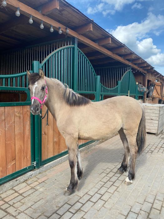 Klacz Polski kuc wierzchowy