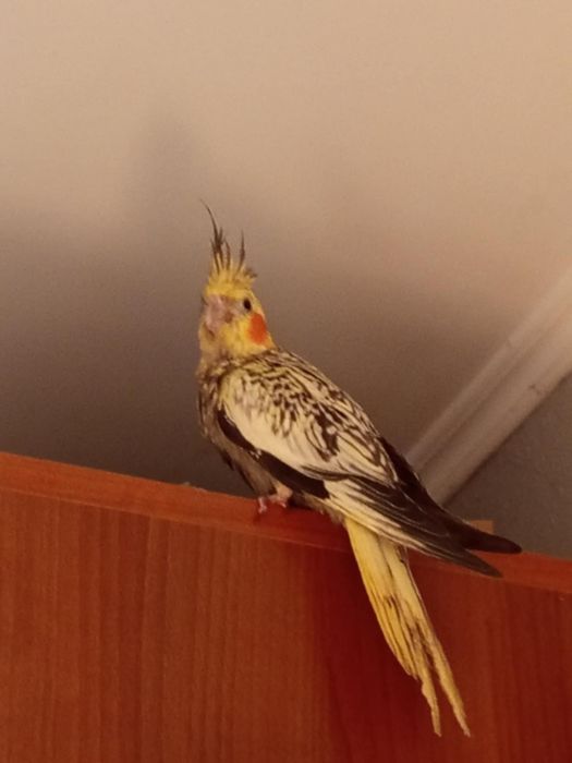 Młoda papuga Nimfa oswojona