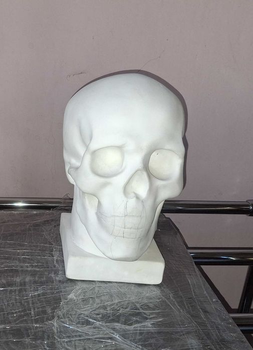 модель гіпсового черепу на підставці