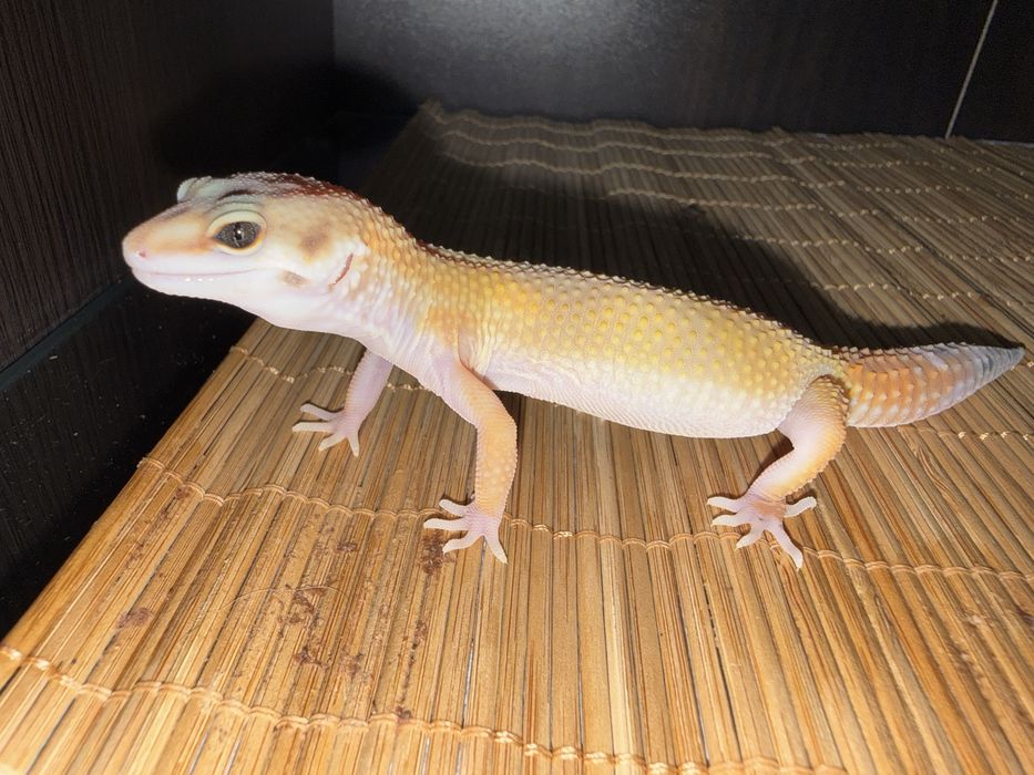 Młode gekony lamparcie