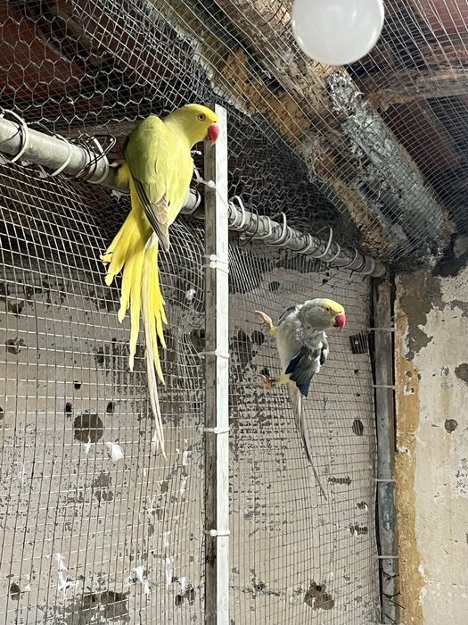 Ring Neck cleartel e Pyrrhura Rupicola