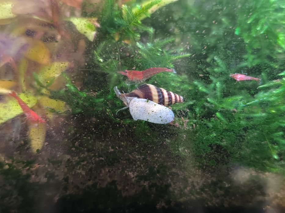 Caracóis Assassinos Helena (Anentome helena) – Controlo natural de pragas