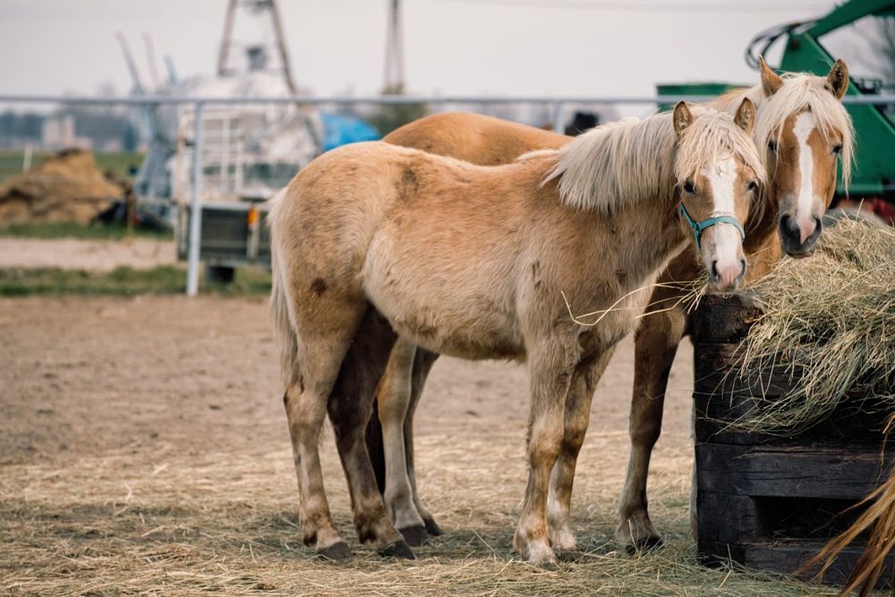 Ogierek haflinger