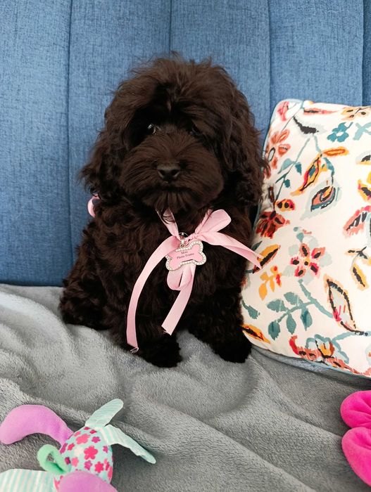 Suczka cockapoo szczenię F1BB pudel Toy miniaturka