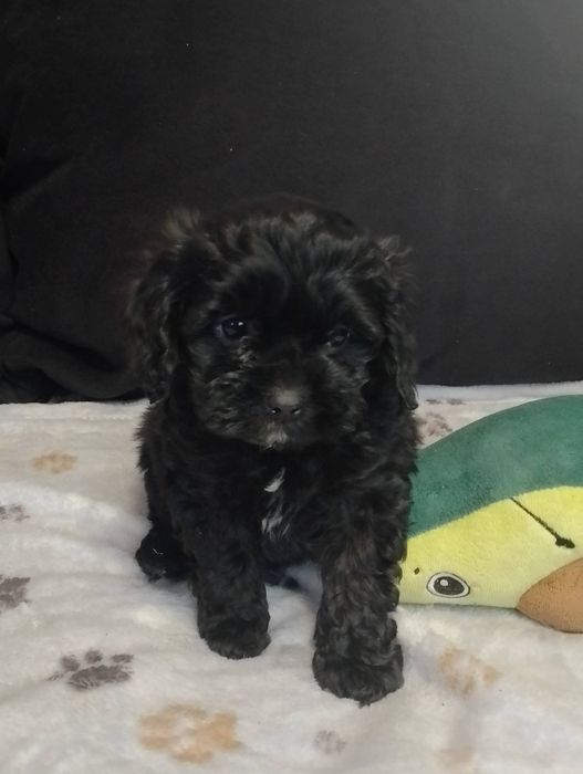 Szczeniak Piesek cavapoo