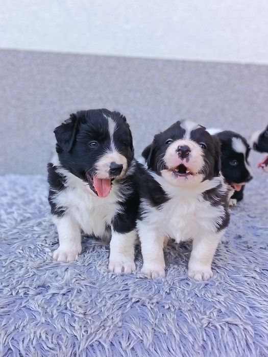 Border Collie czarno biała suczka