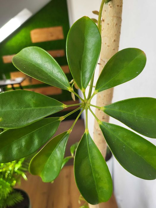 Kwiat doniczkowy szeflera