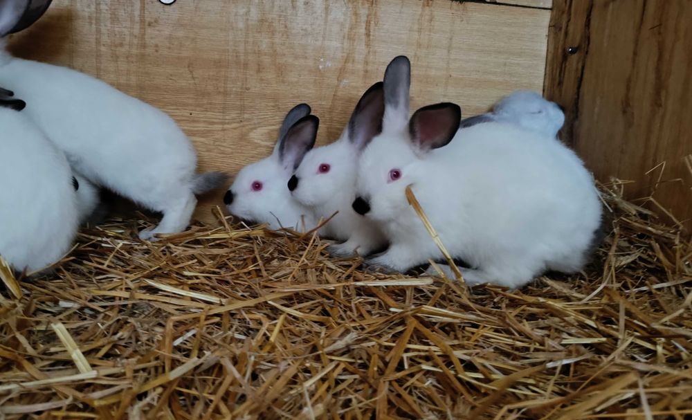 Króliki kalifornijskie, młode