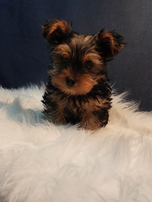 Yorkshire Terrier