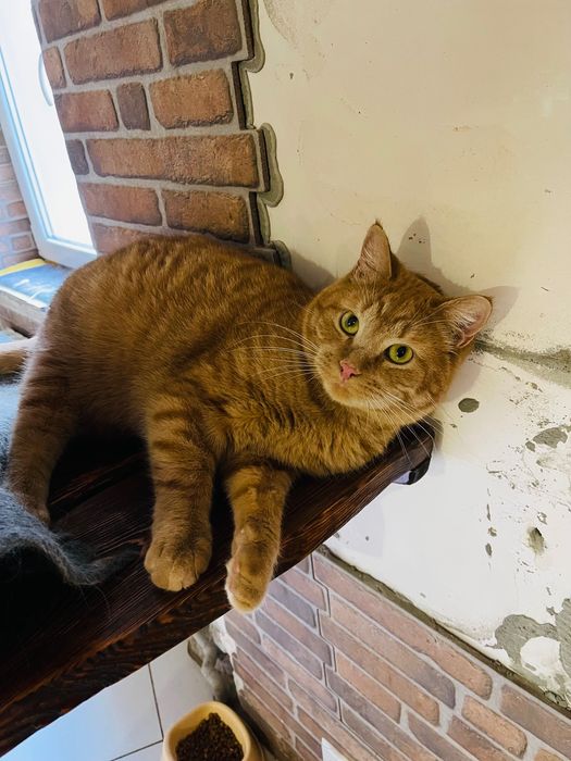 Котята котики рыжий котик мальчик