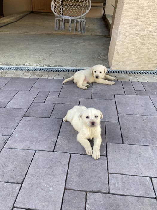 Щенята лабрадор