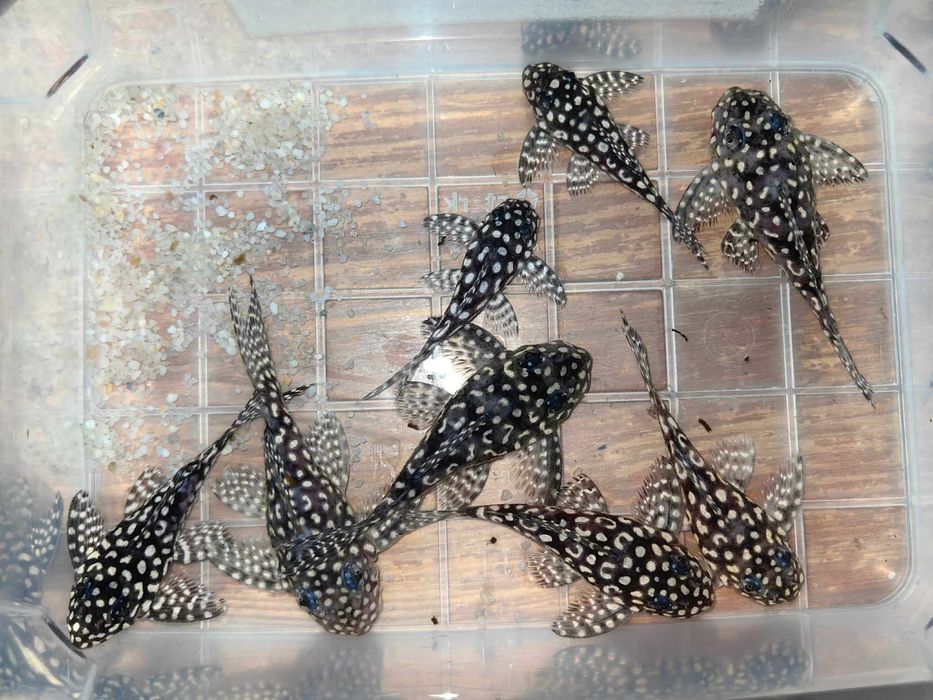 Hypancistrus sp. L136C,  Light Angel Pleco
