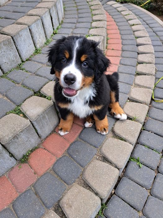 Berneński pies pasterski - suczka FCI