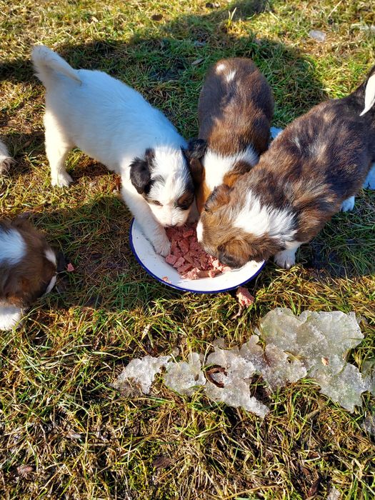 Oddam szczeniaczki w dobre ręce