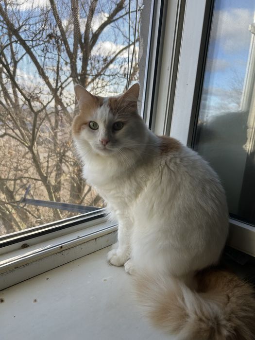 Отдам в хорошие руки кота