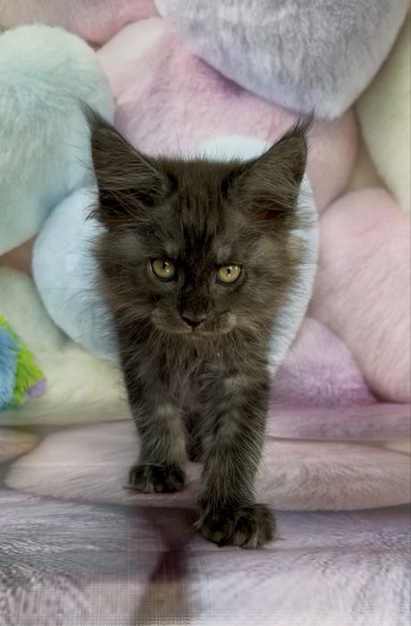 Кошенята Мейкун в модних окрасах!
