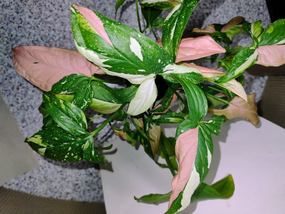 Сингоніуми Т-25, редспот триколор, нгуенгі лаіма вар