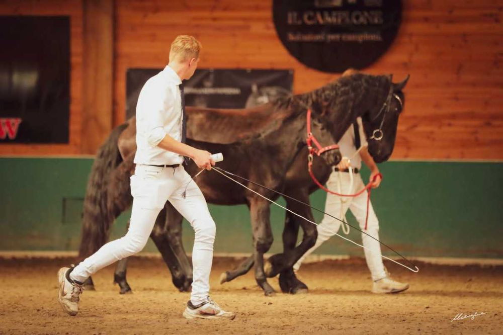 klacz fryzyjska po WIBOUT