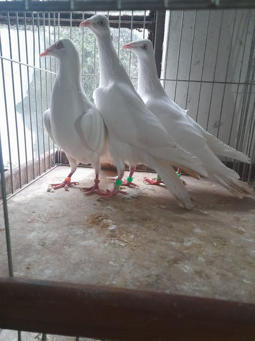 Gołębie żółte perłowe samce i samice.