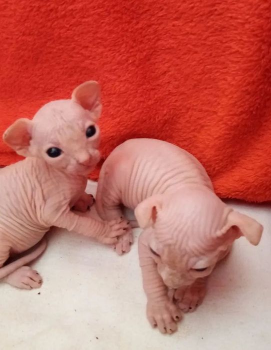 котеня сфінкс кішка