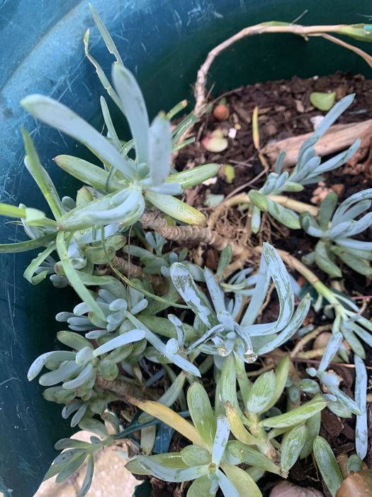 5 Mudas de suculentas + 2