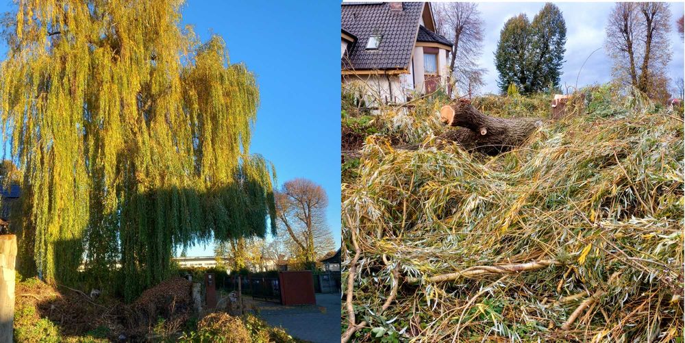wycinka drzew, karczowanie, oczyszczanie działek, rębak wynajem/usługi