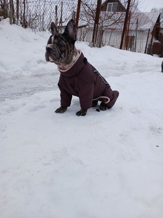 Девочка 5 месяца французский