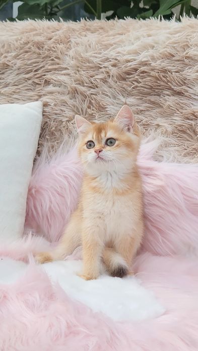 Шотландське кошеня золота шиншила