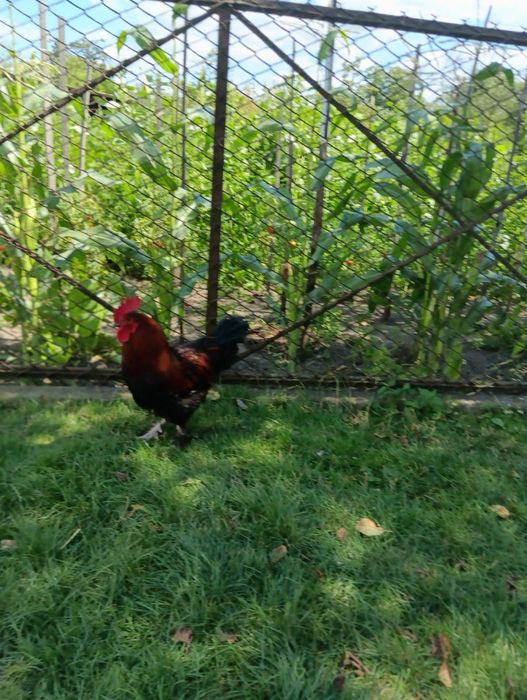 Продам півня когута Маран