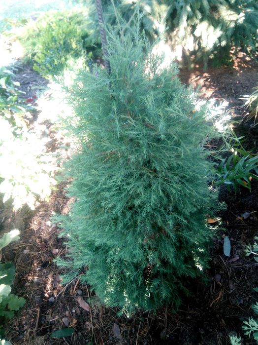 Туя вересковидная голубая. Укорененные черенки